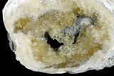 Fossil Clam with Fluorescent Calcite Crystals - Ruck's Pit, FL #177745-2